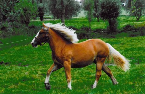 de paard of het paard